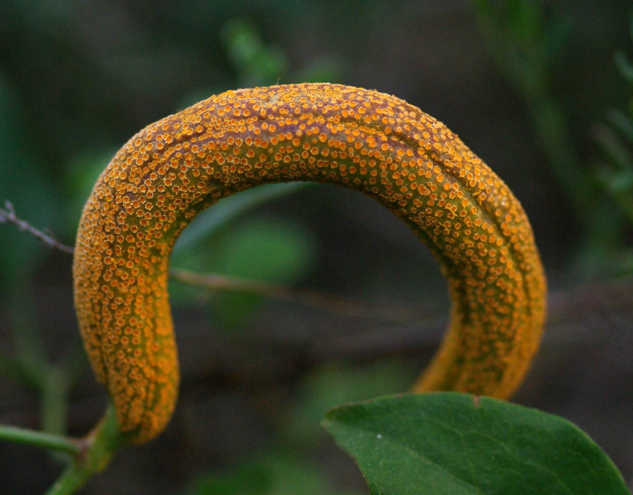 dal Subappennino Dauno (cfr. Puccinia sp.)